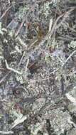 Image of Powdery peg lichen