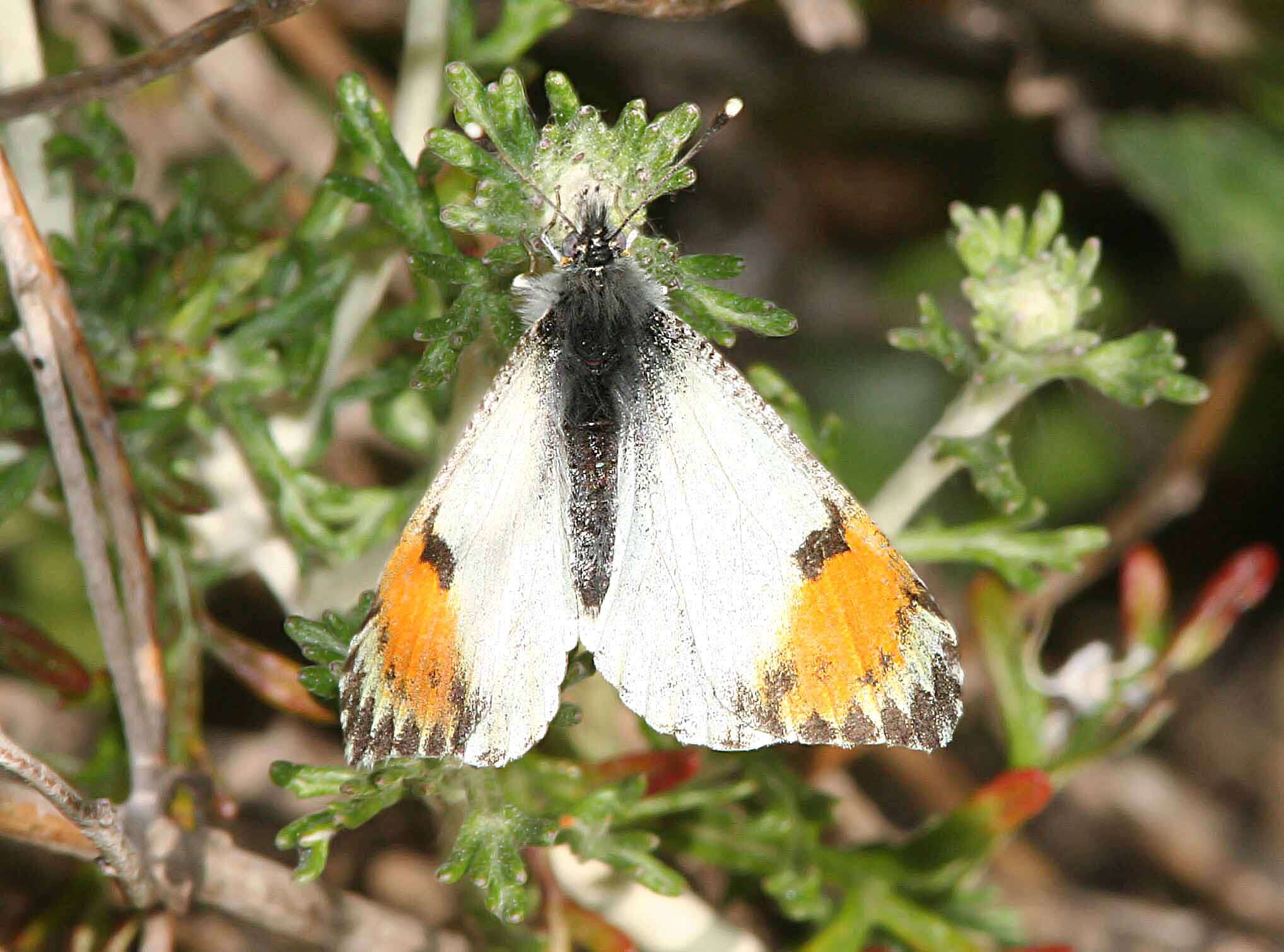 Image of Sara Orangetip