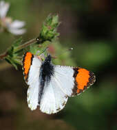 Image of Sara Orangetip