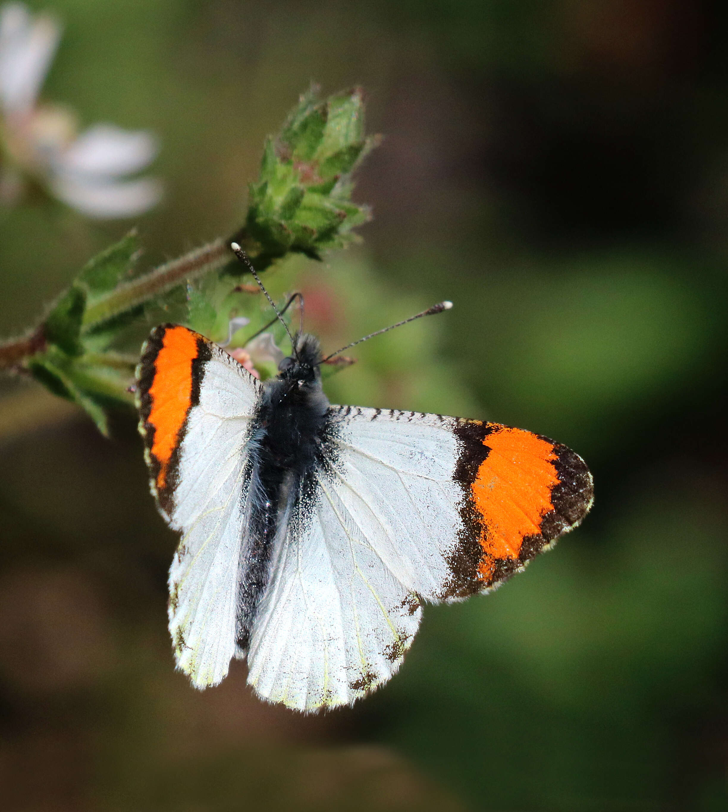 Image of Sara Orangetip