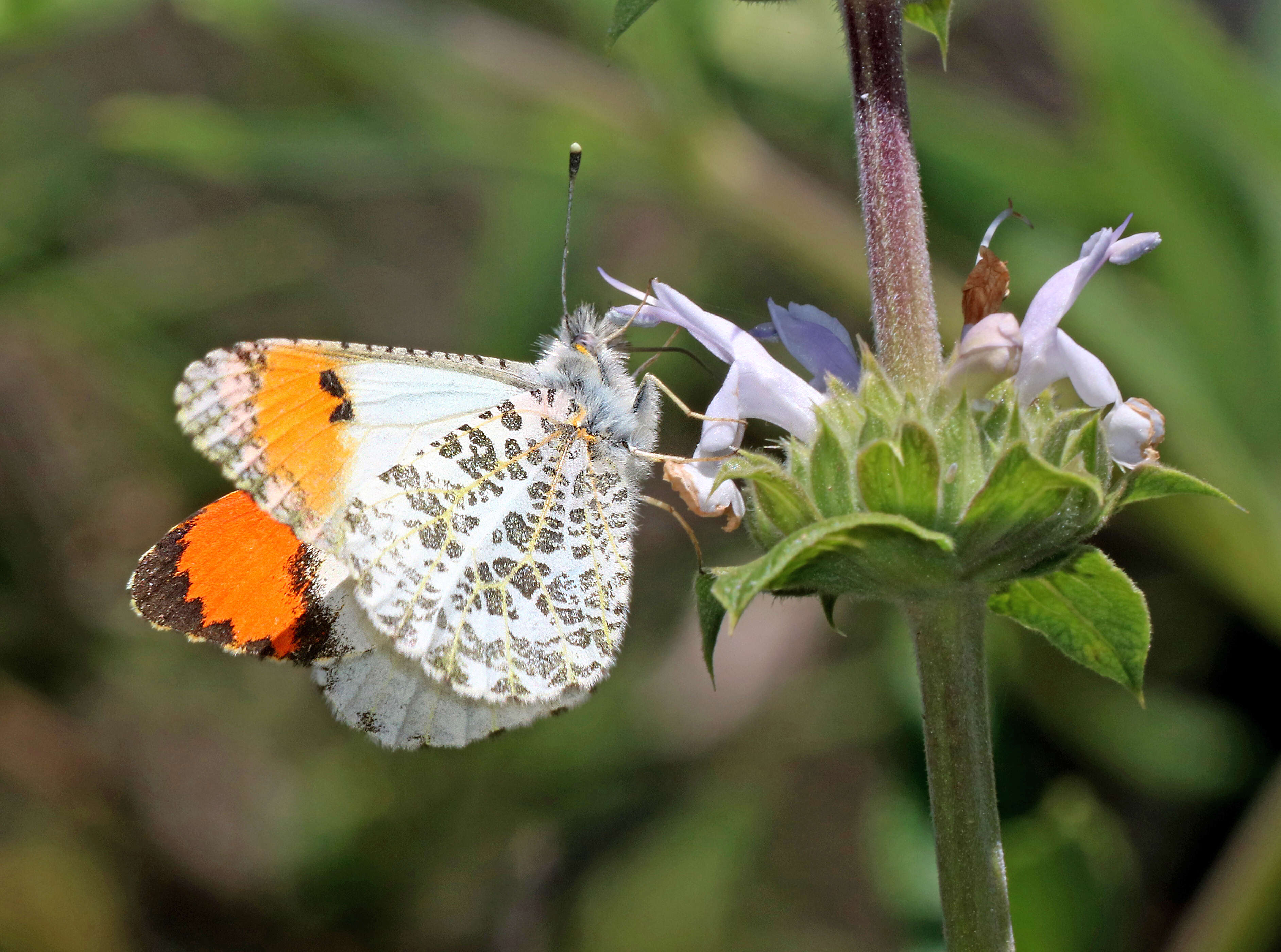 Image of Sara Orangetip