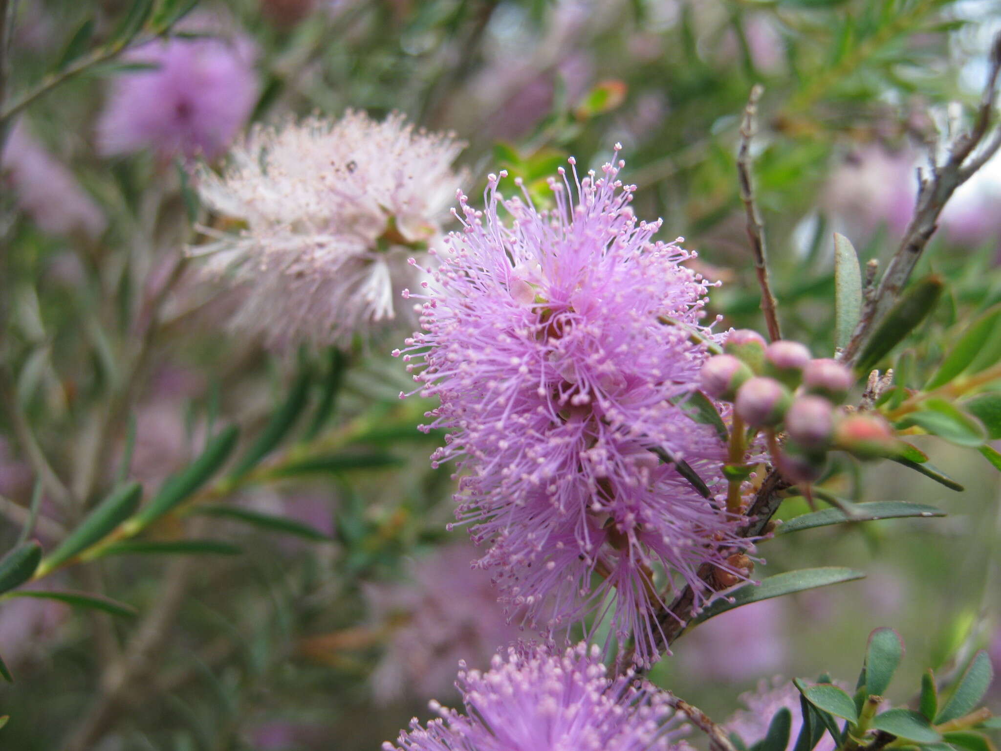 صورة Melaleuca decussata R. Br.