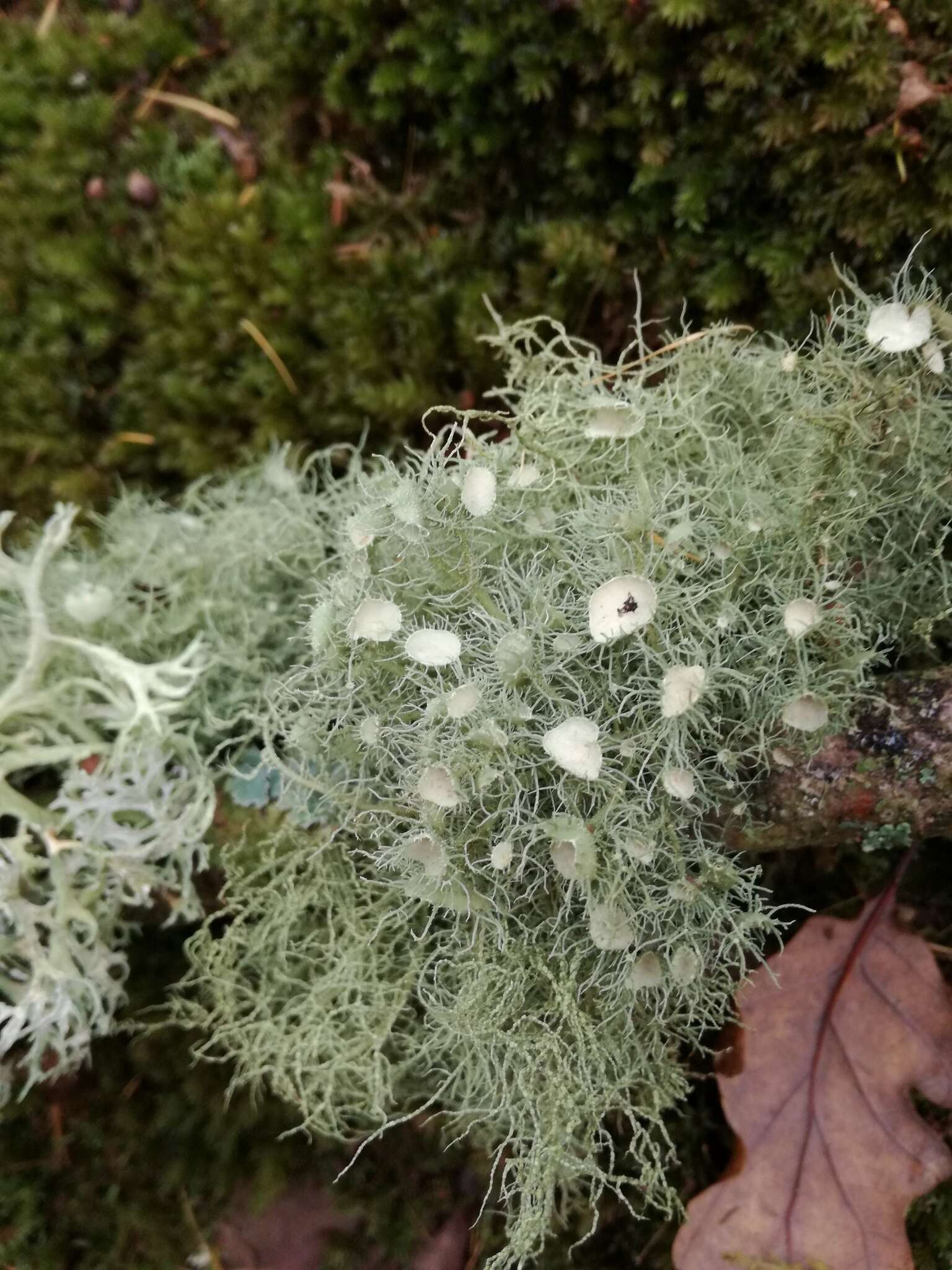 Image of Florida beard lichen