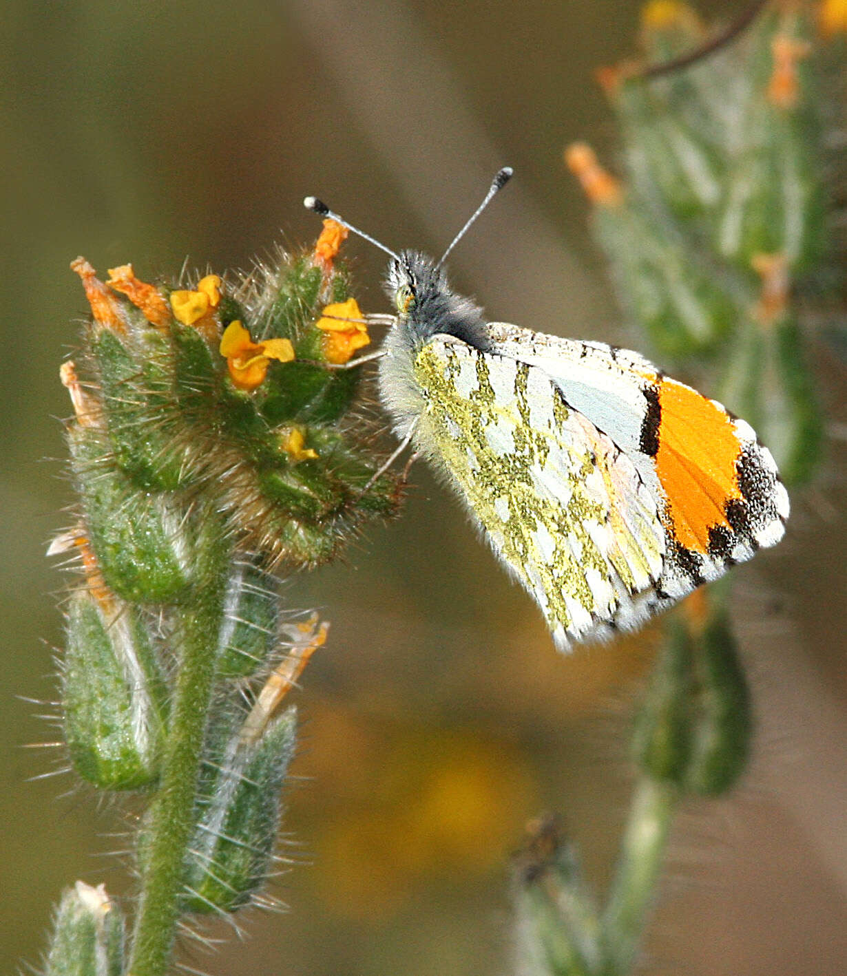 Image of fiddleneck