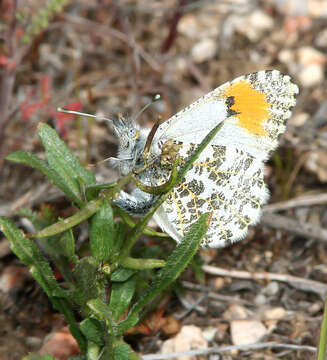 Image of Desert Orangetip