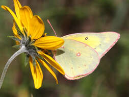 Image of Clouded sulphur