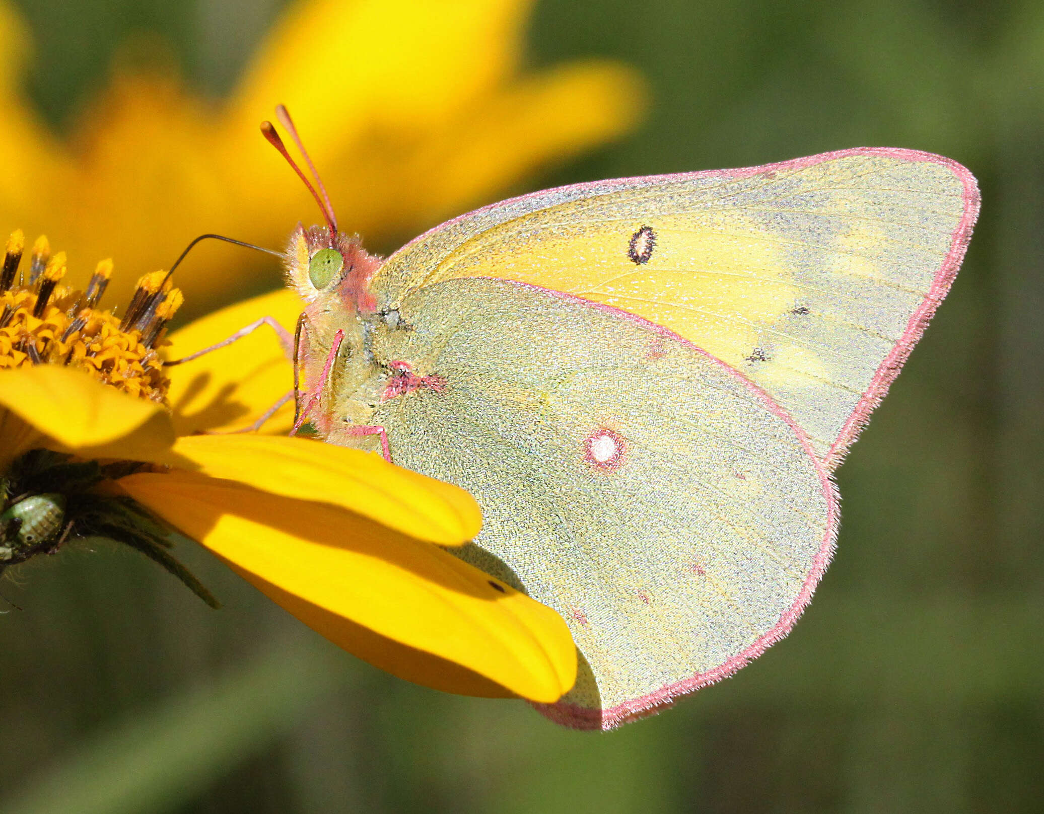 Image of Clouded sulphur