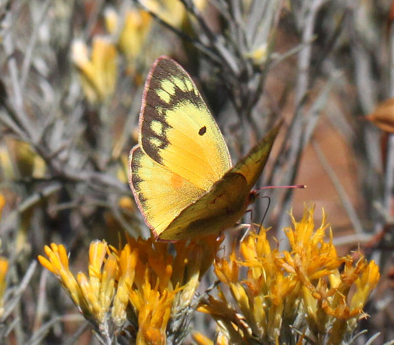 Image of Orange Sulphur