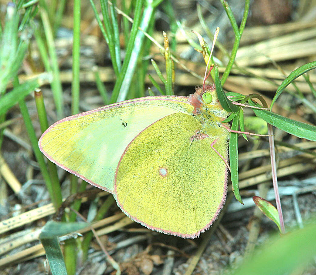 Image of Western Sulphur