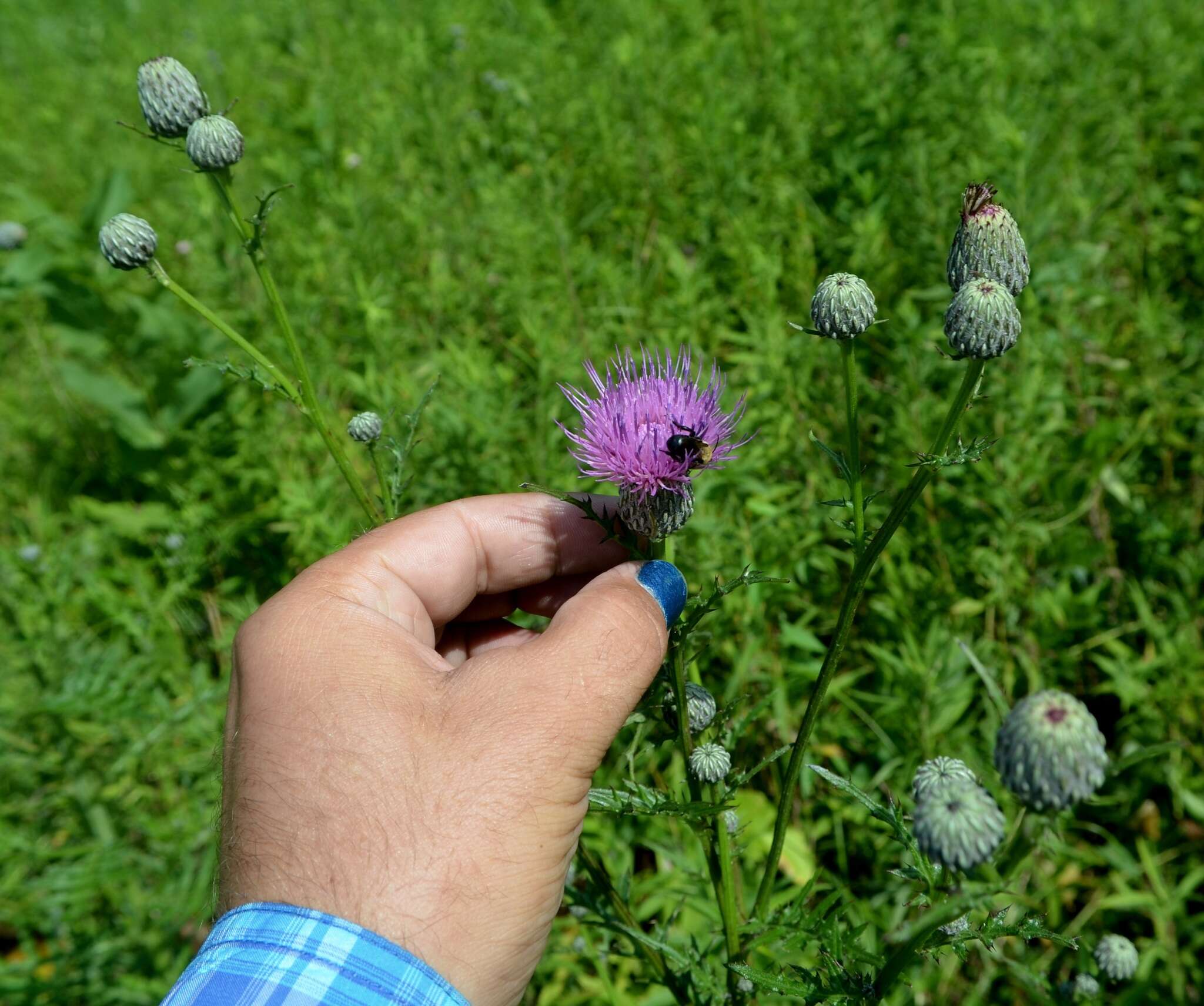 Imagem de Cirsium muticum Michx.