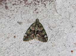 Image of red-green carpet