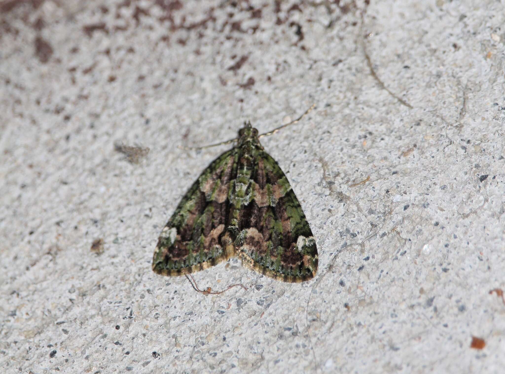 Image of red-green carpet