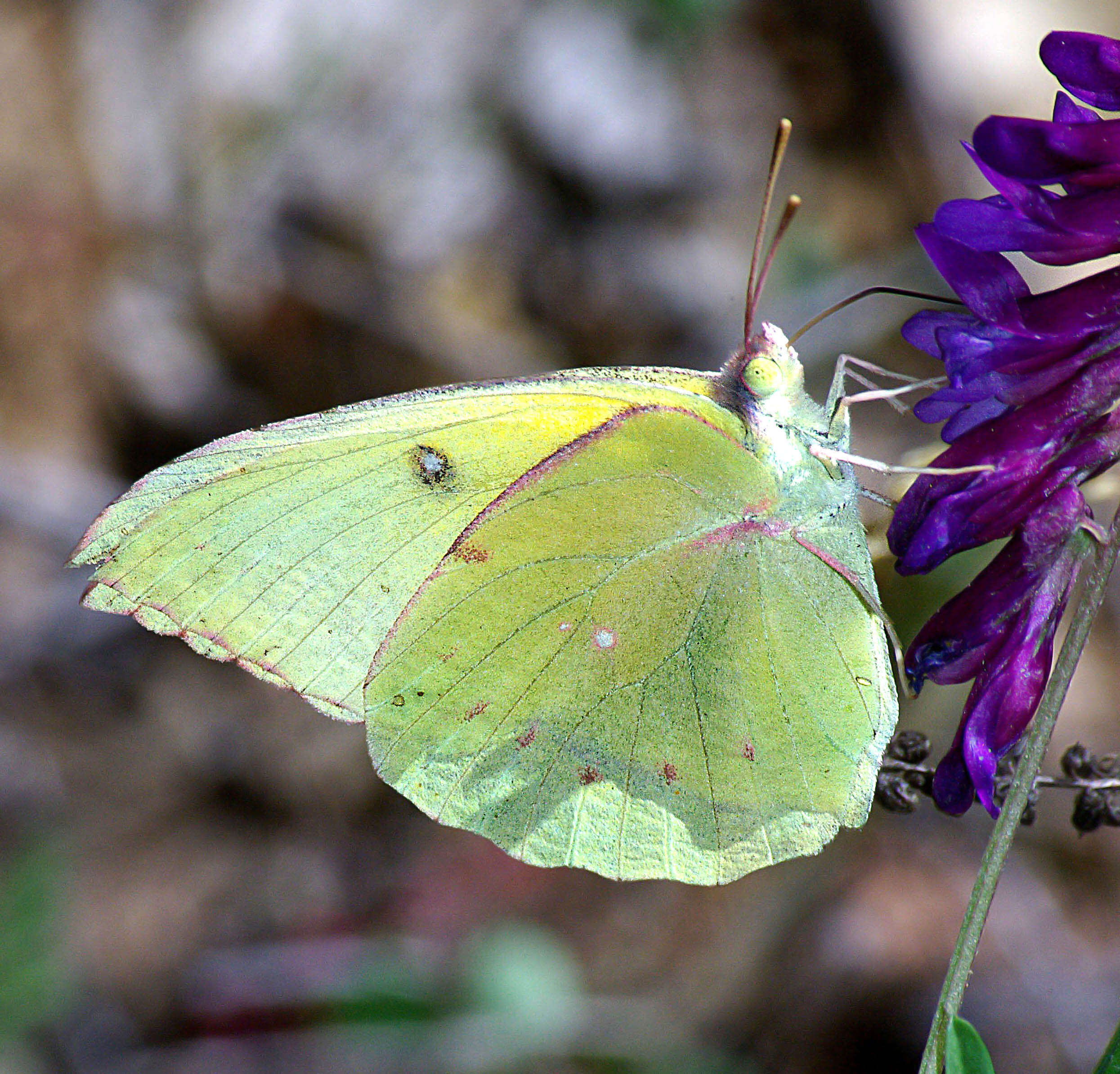 Image de Papillon de Californie