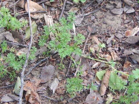 Image of field burrweed