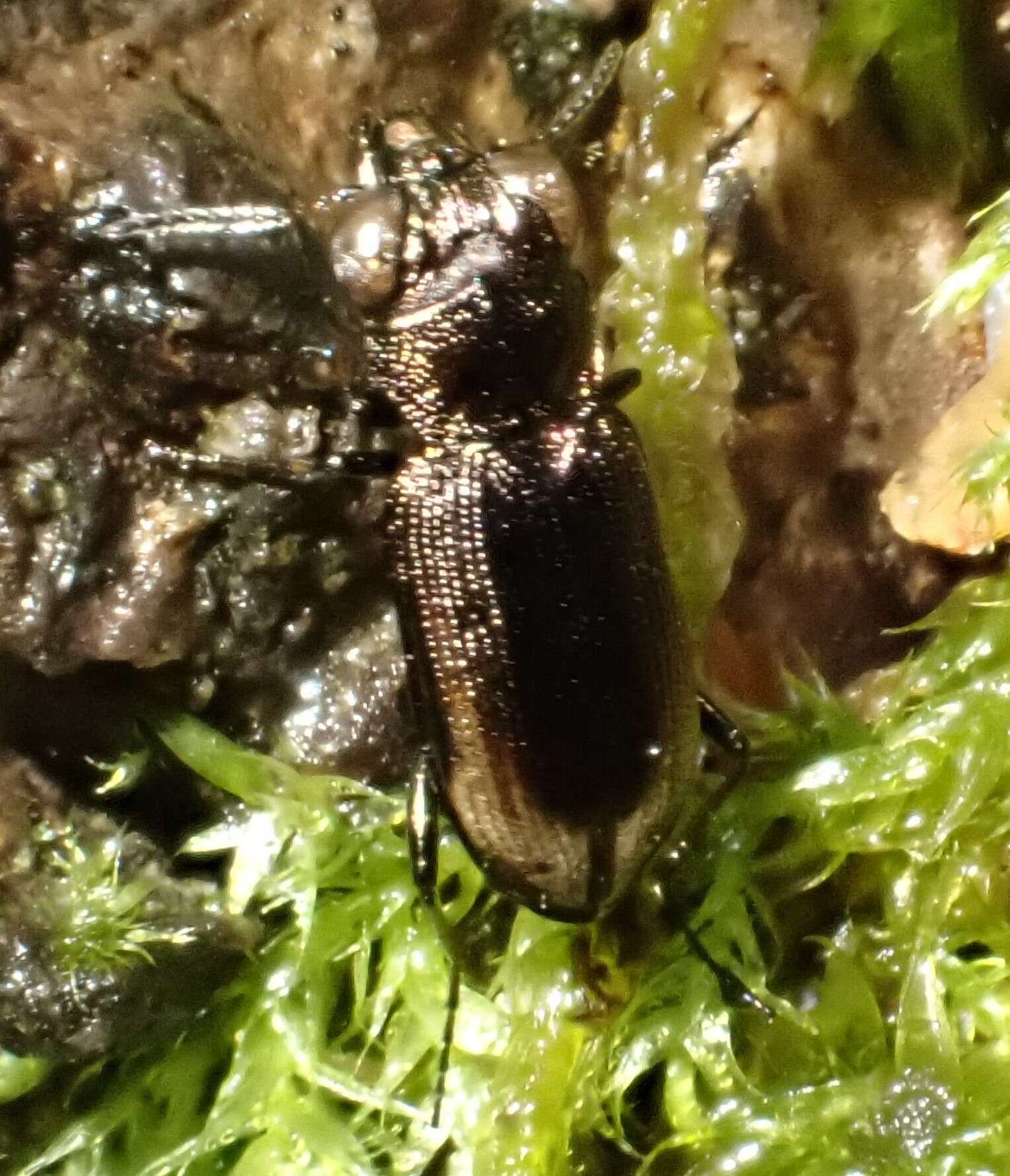 Image of Big-Eyed Bronze Beetle