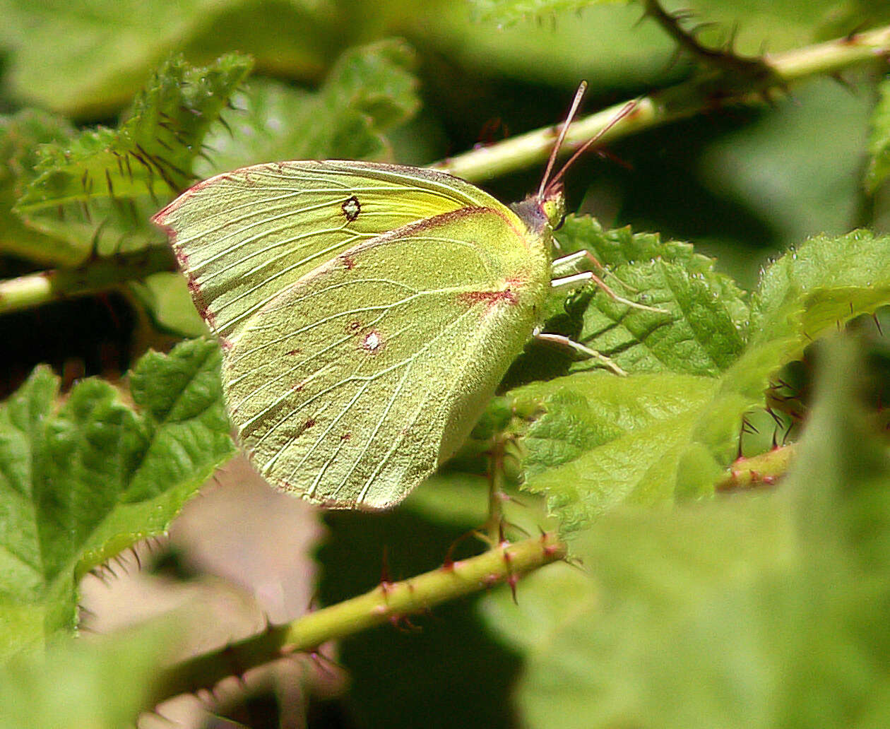 Image de Papillon de Californie