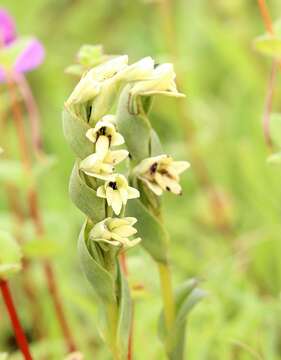 Image of Habenaria heyneana Lindl.