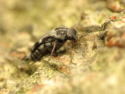 Image de Tomoxia lineella Le Conte 1862