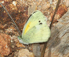 Image of Dainty Sulphur