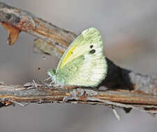 Image of Dainty Sulphur