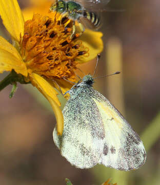 Image of Dainty Sulphur