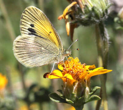 Image of Dainty Sulphur