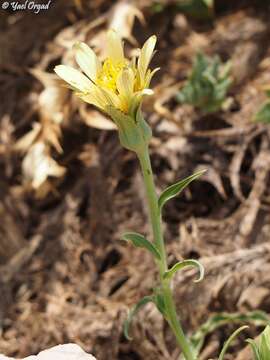 Image of Tragopogon buphthalmoides (DC.) Boiss.