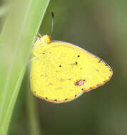 Image of Little Yellow