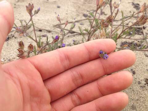 Image of manyleaf gilia