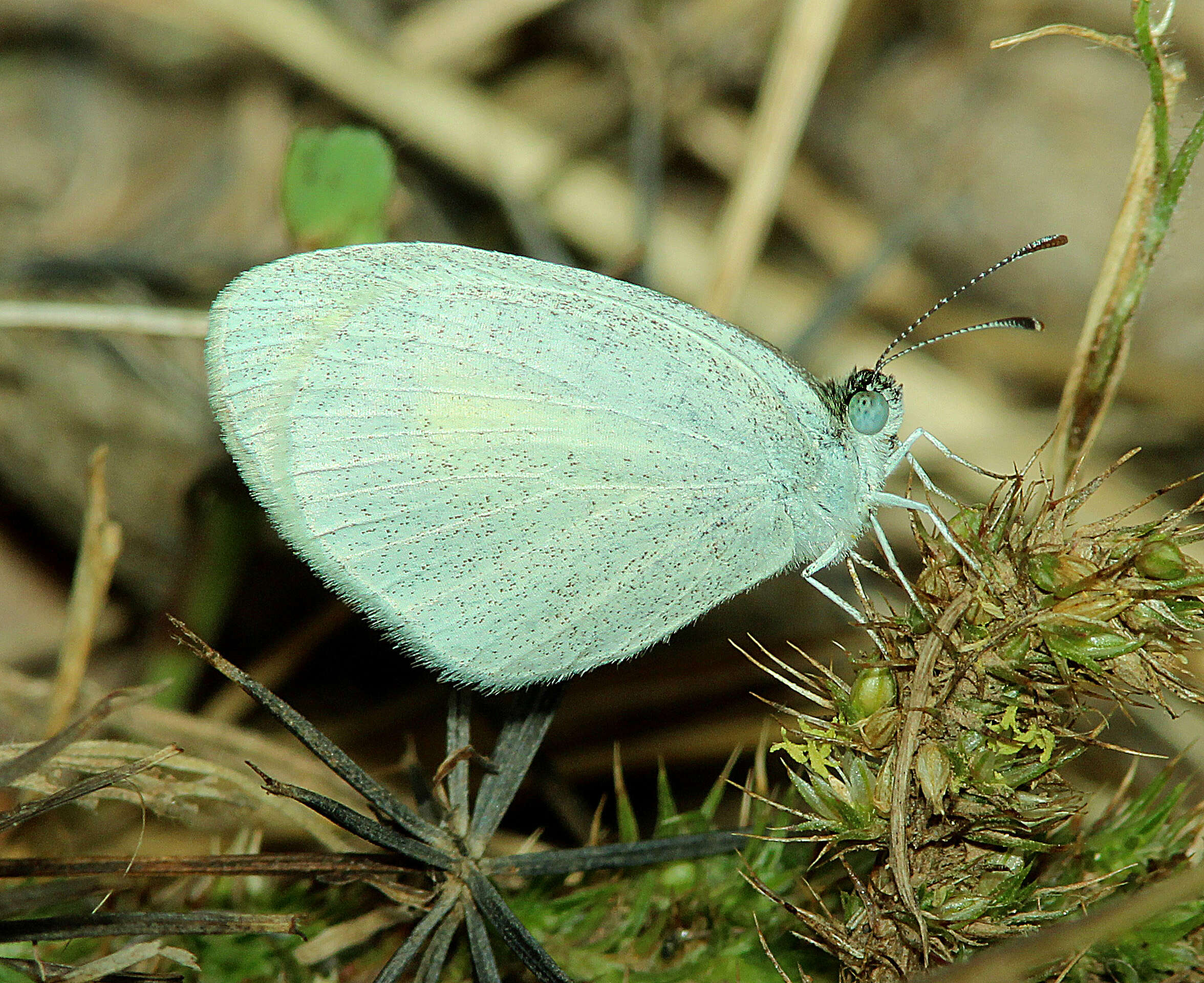 Image of Barred Yellow