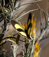 Image of Barred Yellow