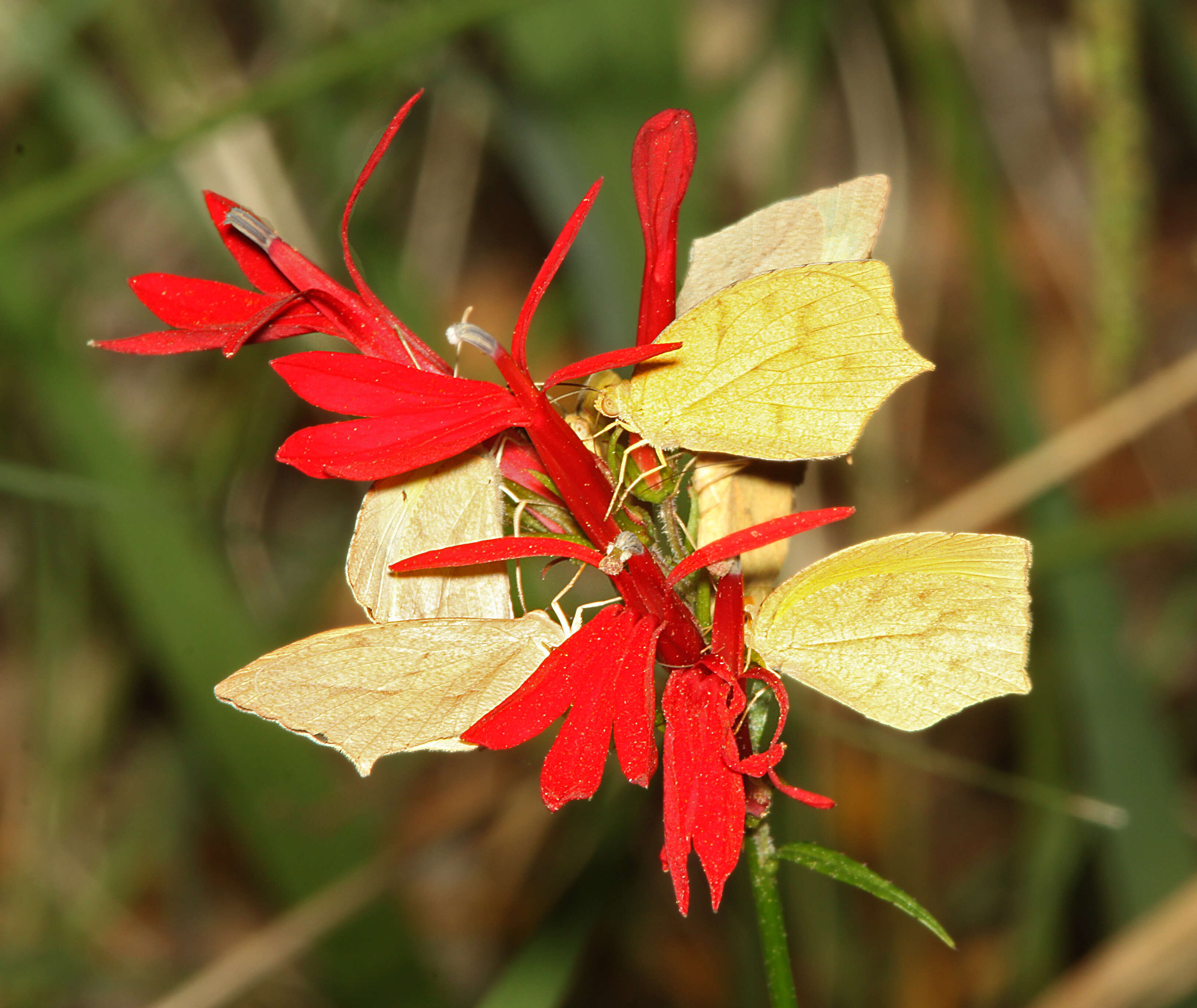 Image of Mexican Yellow