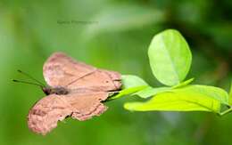 Image of chocolate pansy