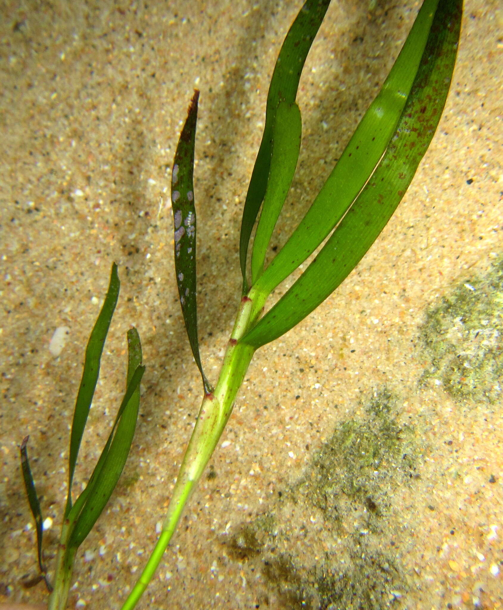 Image of Thalassodendron leptocaule Maria C. Duarte, Bandeira & Romeiras