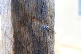 Image of Redback spider