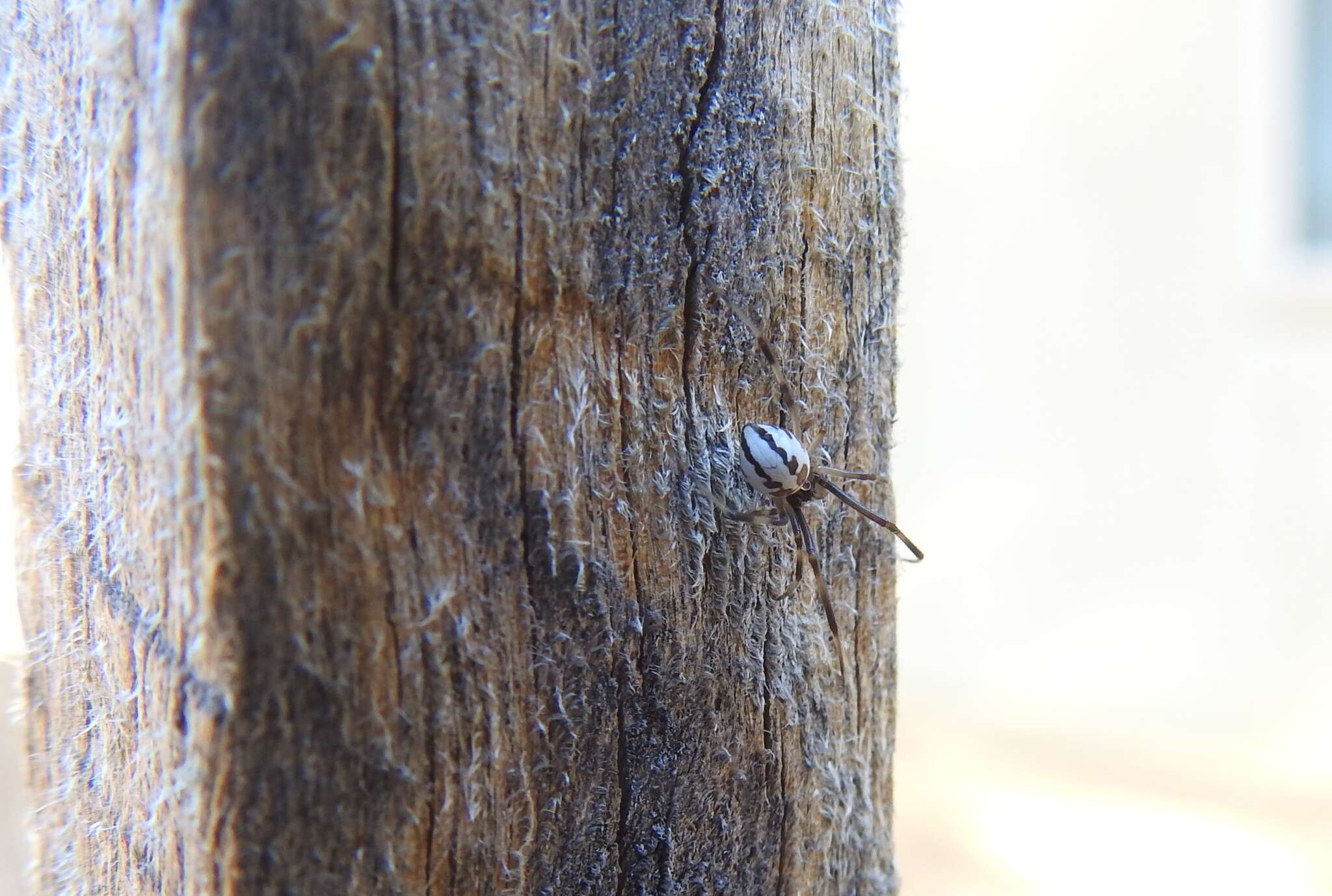 Image of Redback spider