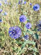 Echinops tataricus的圖片