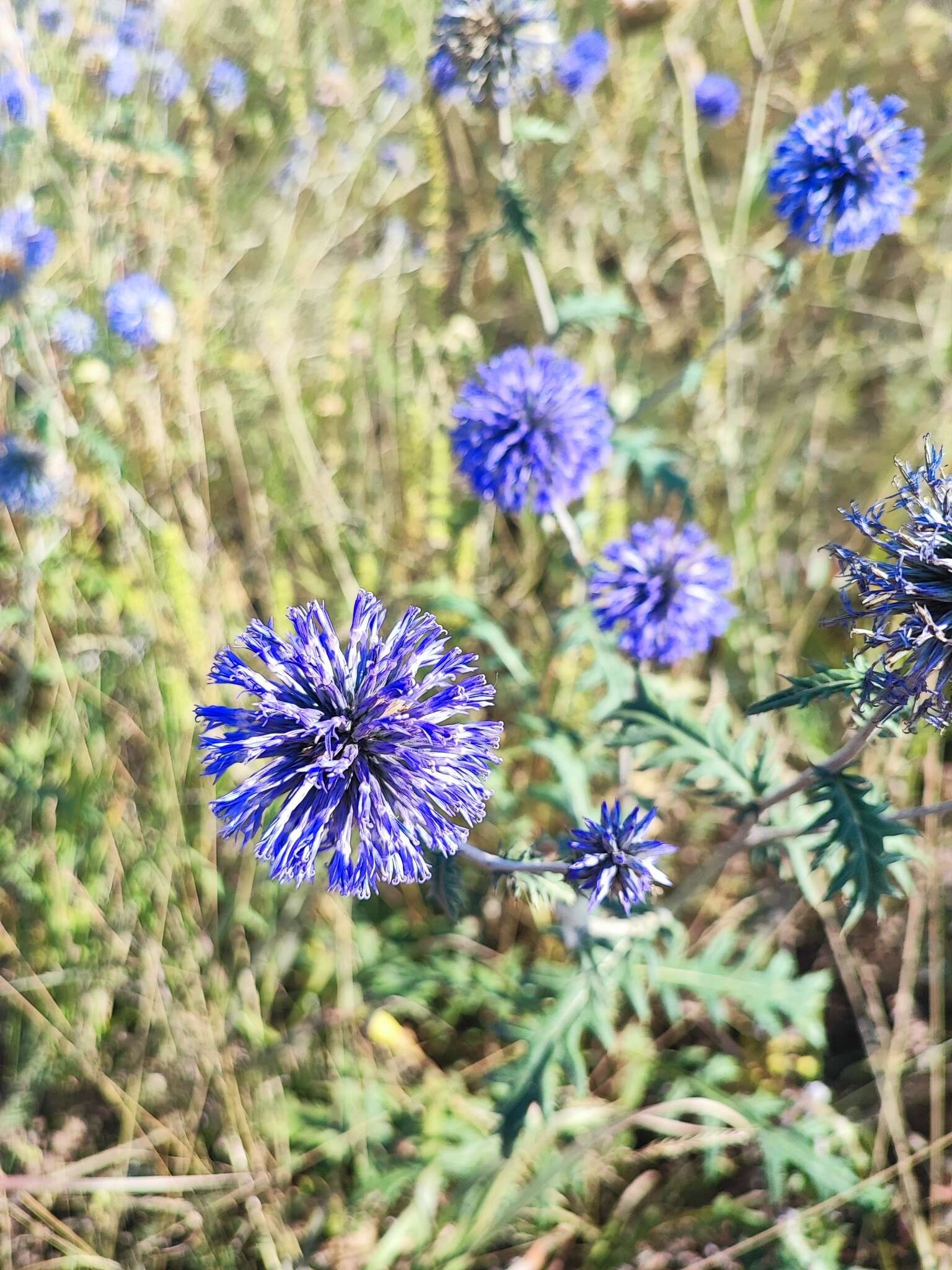 Imagem de Echinops tataricus