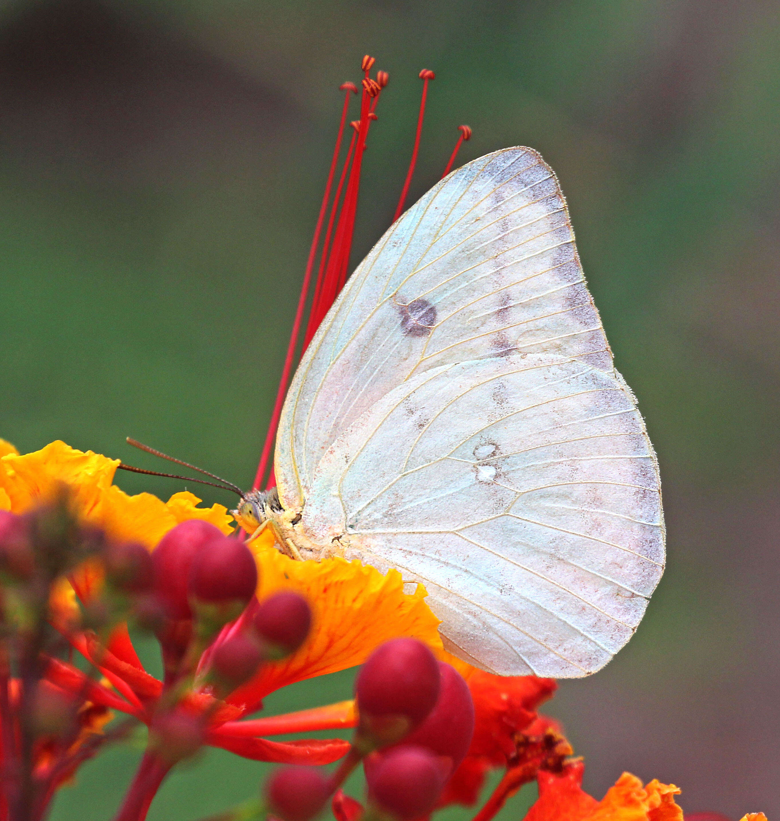 Image of Large Orange Sulphur