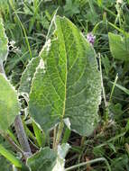 Image of Ligularia narynensis (C. G. A. Winkl.) O. Fedtsch. & B. Fedtsch.