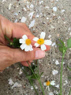 Plancia ëd Bidens alba (L.) DC.