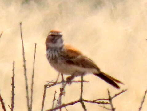 Image of Red Lark