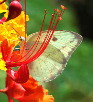 Image of Large Orange Sulphur