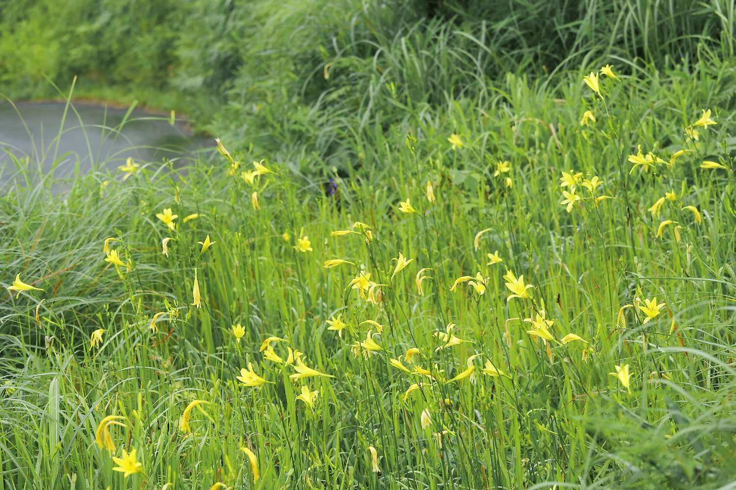 Image de Hemerocallis citrina var. vespertina (H. Hara) M. Hotta