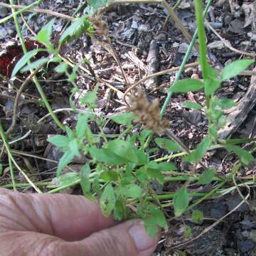 Image of Pennsylvania pellitory