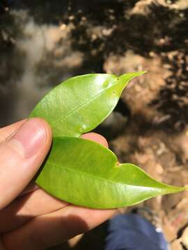 Image of Syzygium oleosum (F. Müll.) B. P. M. Hyland