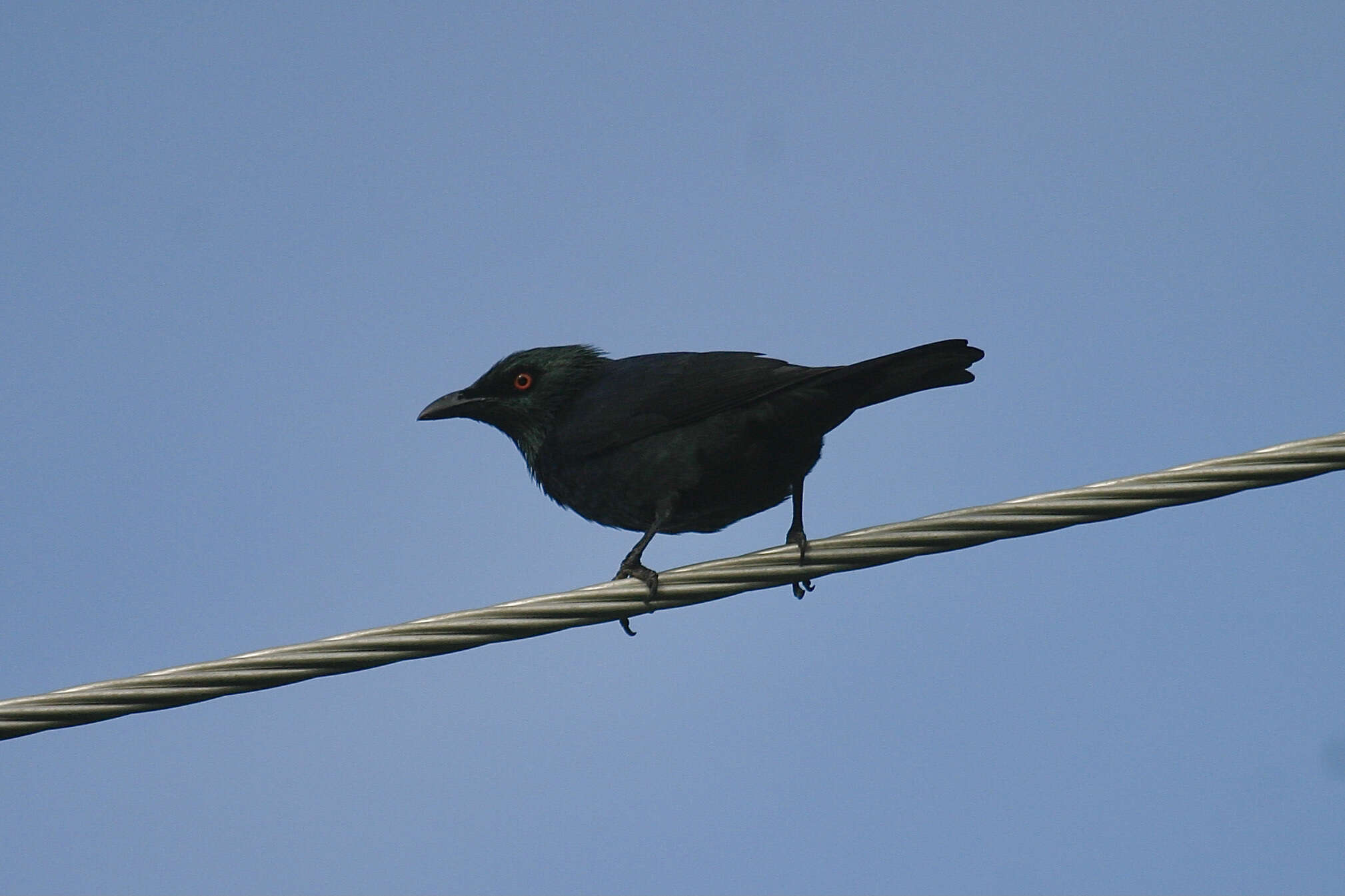 Sivun Aplonis cantoroides (Gray & GR 1862) kuva