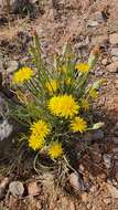 Image of Pseudopodospermum semicanum (DC.) Zaika, Sukhor. & N. Kilian