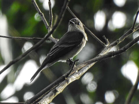 صورة Contopus punensis Lawrence 1869