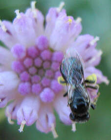 Image of Emilia transvaalensis (Bolus) C. Jeffrey